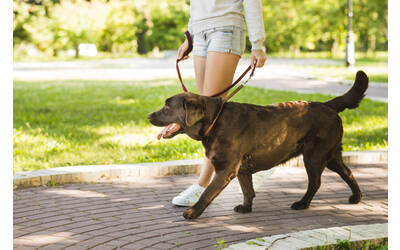 Immagine con cane che viene portato al guinzaglio