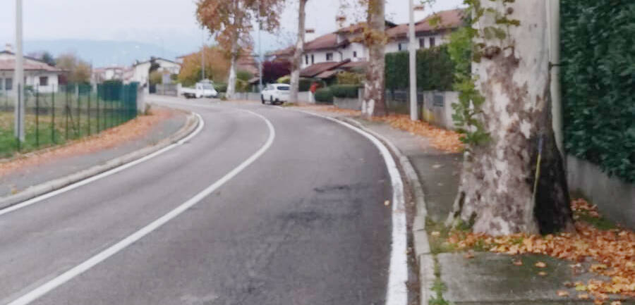 Immagine con la strada e i platani