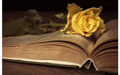 Libro aperto con rosa gialla