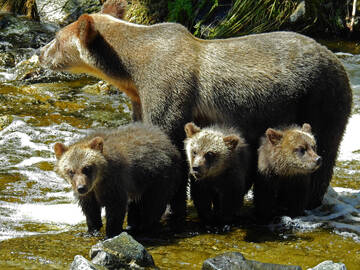 orso con cuccioli