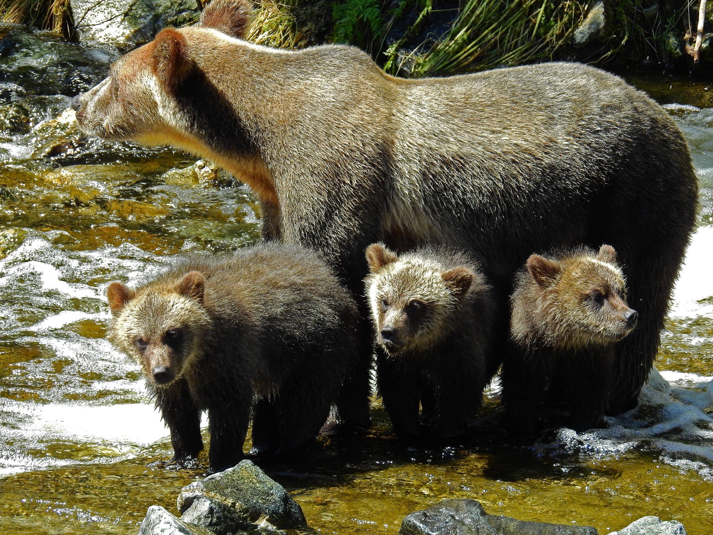 orso con cuccioli