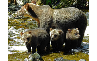 orso con cuccioli