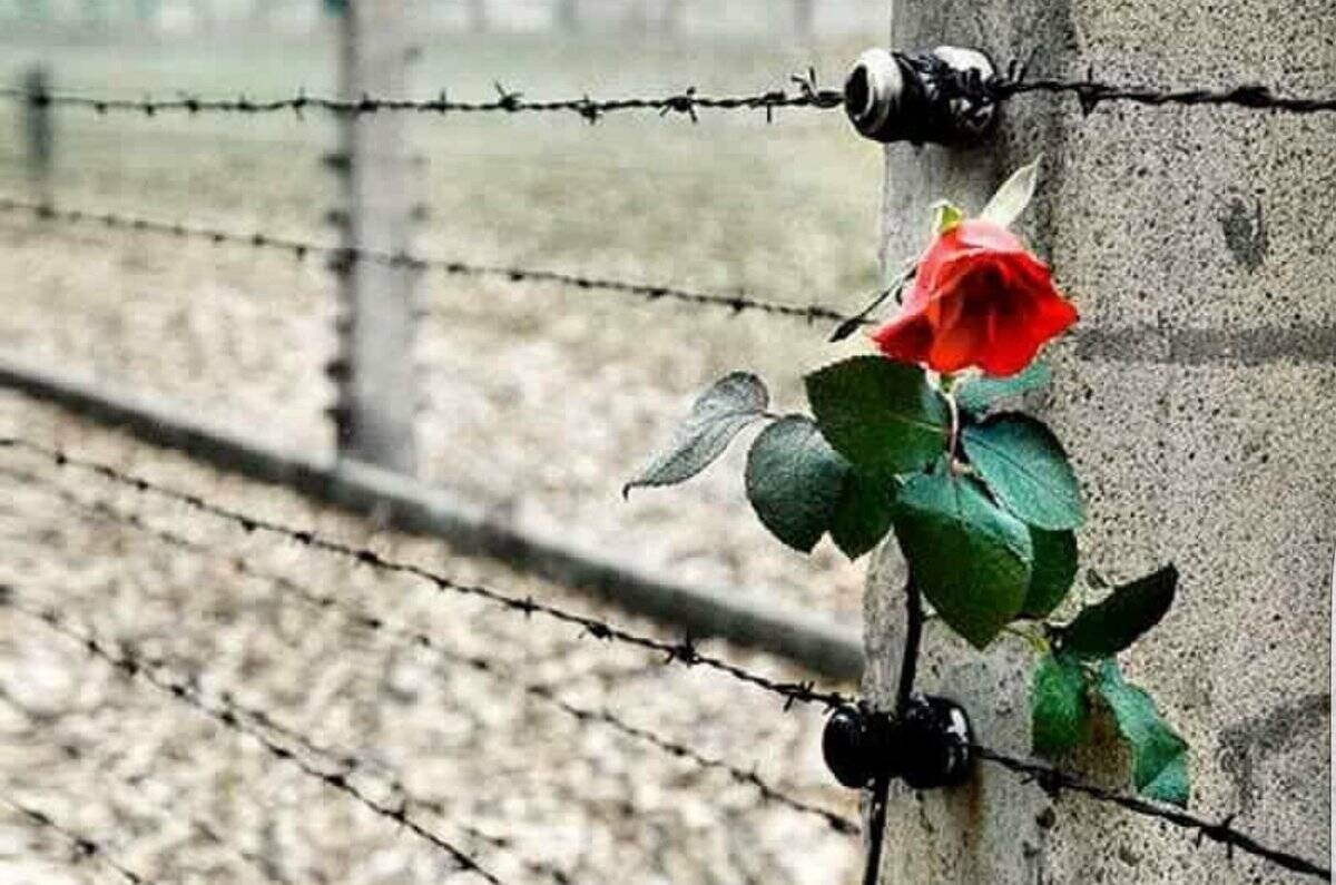 Immagine con rosa e filo spinato