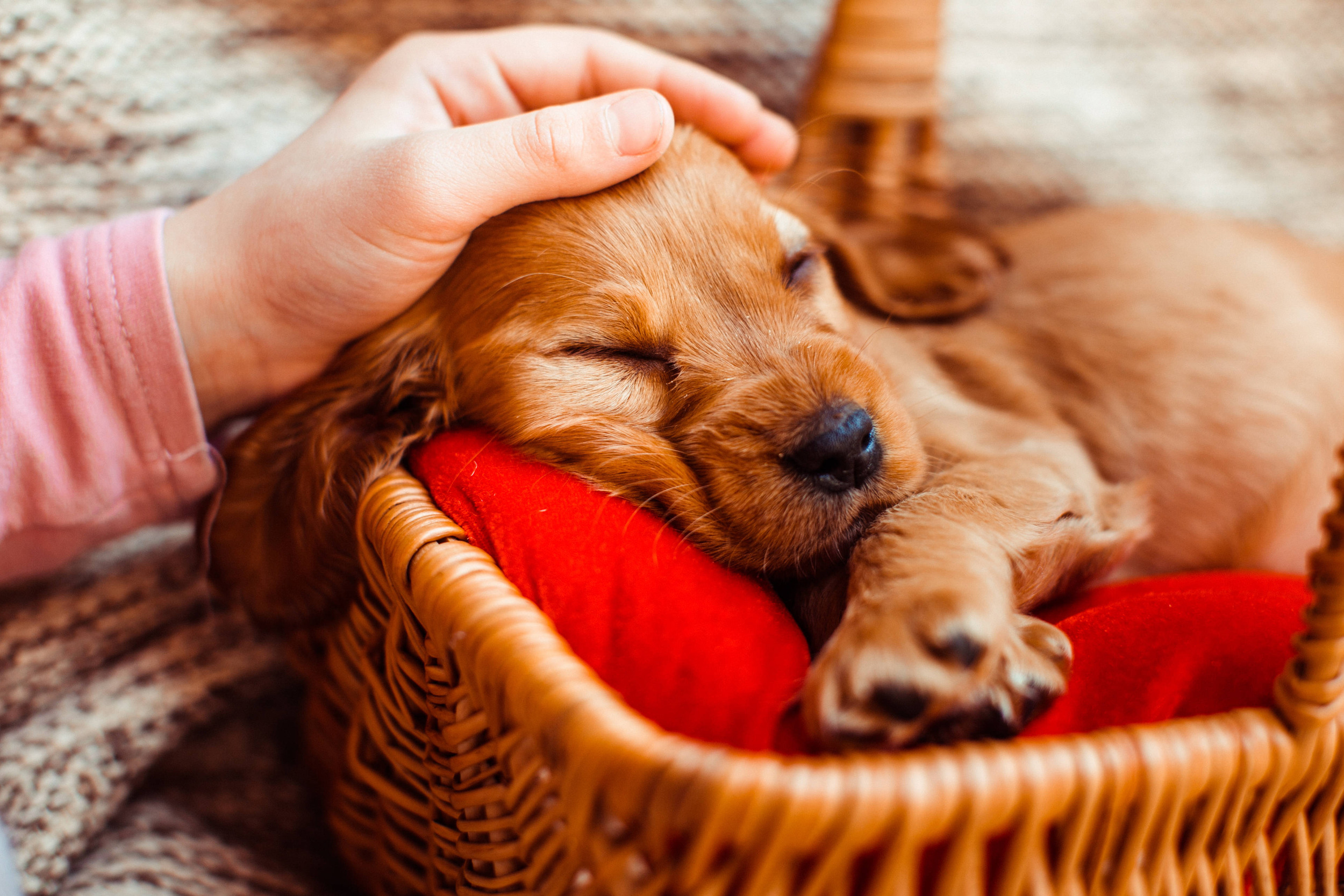 un cucciolo di cane