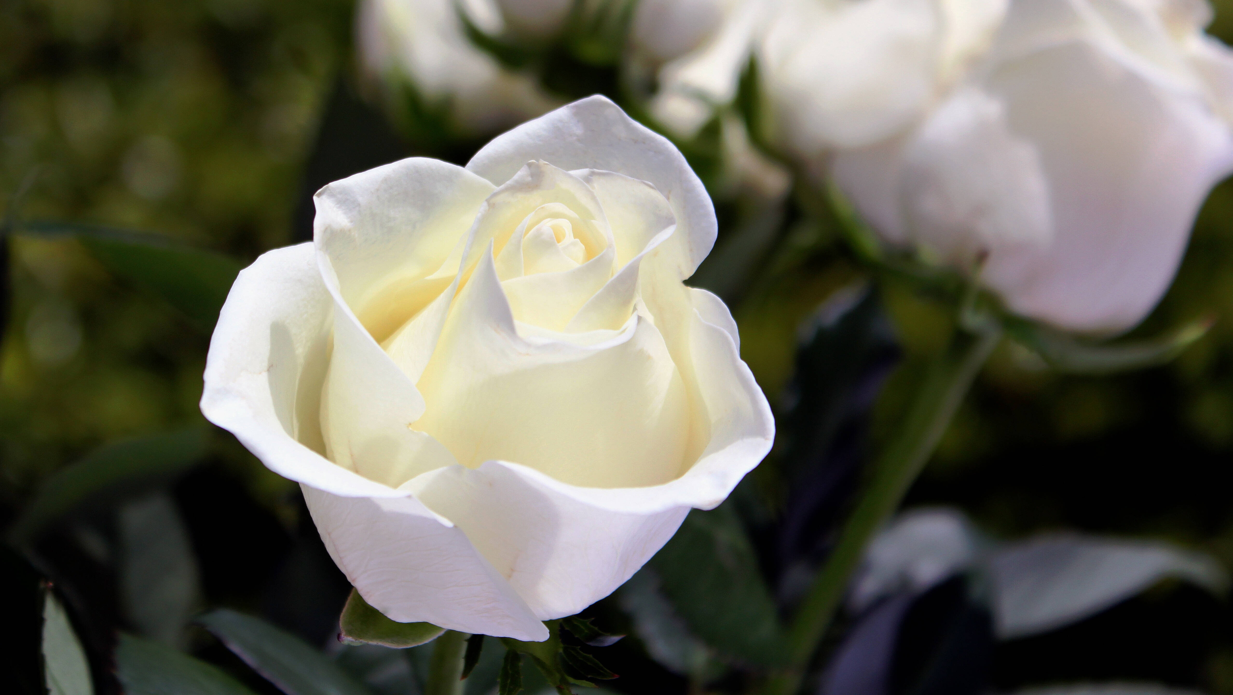 rosa bianca